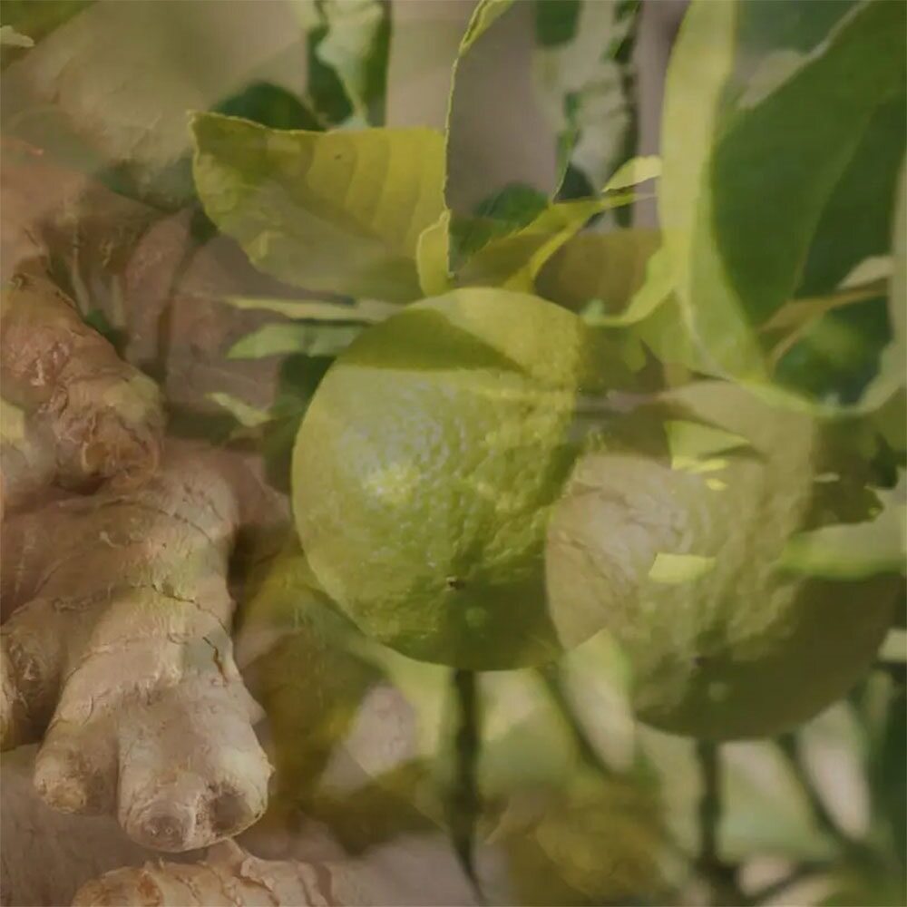 Dr. Vranjes Firenze Ginger Lime Diffuser 500ml Refill