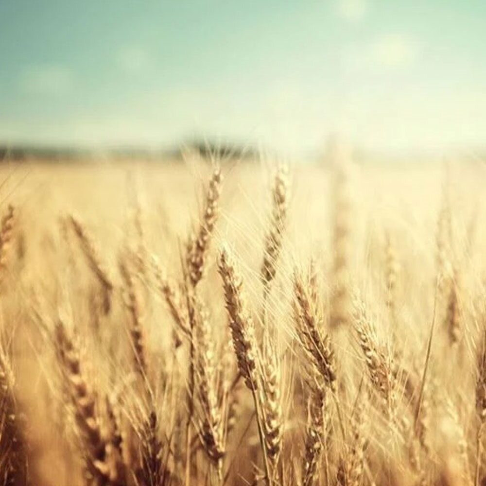 Kiehl's Rice & Wheat Volumizing Shampoo 250ml